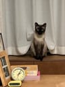 Profile picture of xiucat